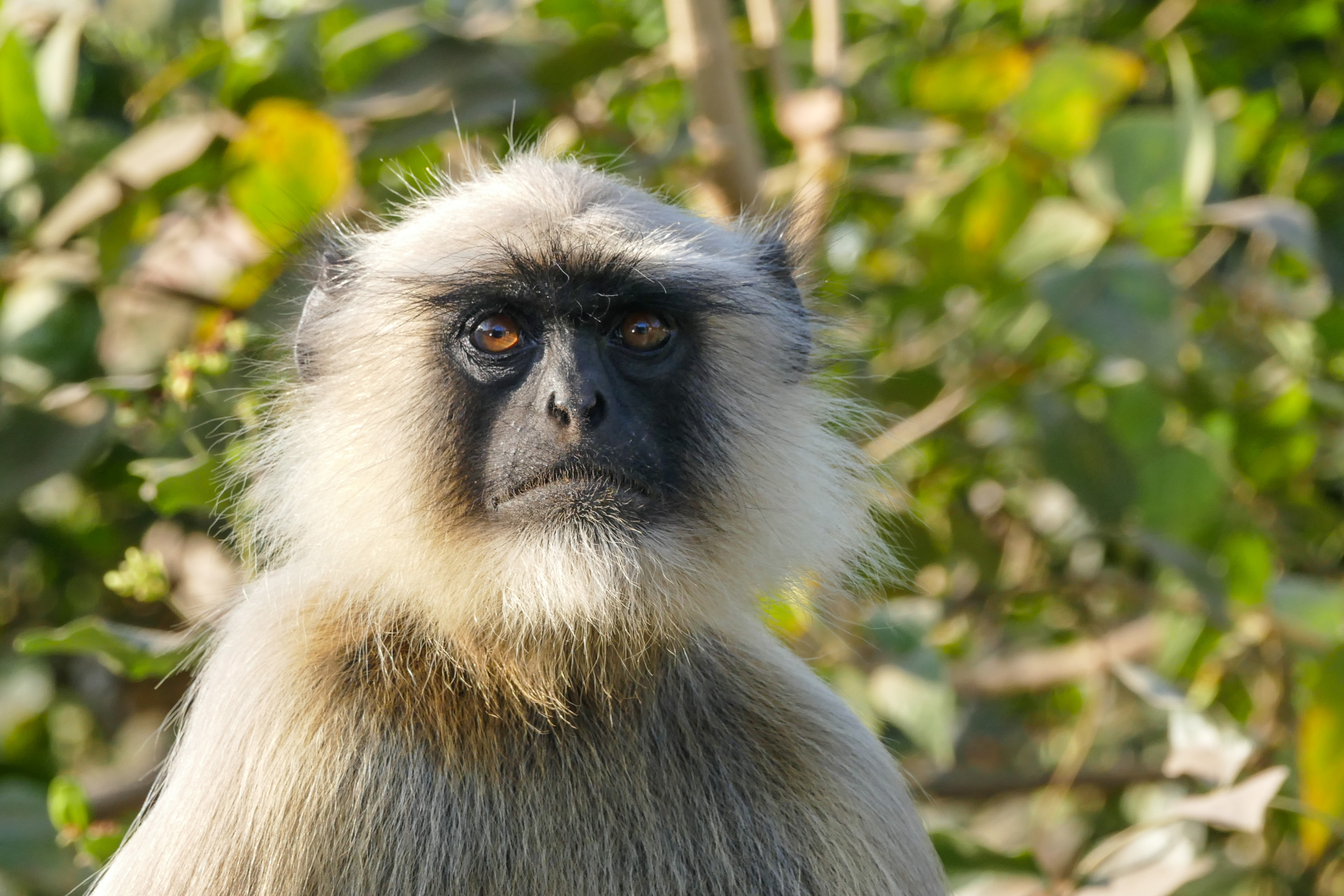 Langur Affe